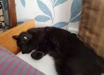 Да донесем късмет на черната котка - трикраката Оникс се нуждае от лечение