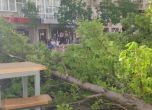 На Витошка падна дърво, по чудо няма пострадали