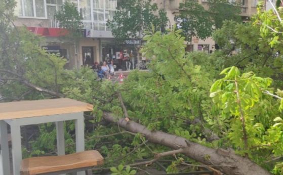 На Витошка падна дърво, по чудо няма пострадали