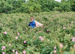 Производители унищожават полета с маслодайна роза заради ниските изкупни цени