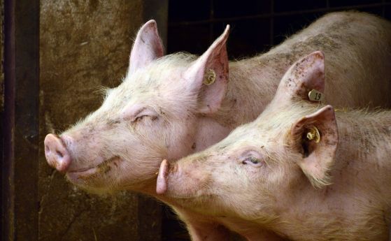 Изхвърлените мъртви прасета в Янтра не са били заразени с чума