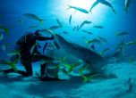 Минисезонът на акулите по Viasat Nature: Най-емблематичните океански хищници са застрашени