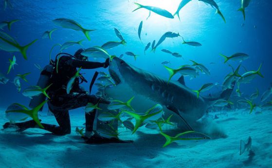 Минисезонът на акулите по Viasat Nature: Най-емблематичните океански хищници са застрашени