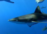 Минисезонът на акулите по Viasat Nature: Под обсада на о. Възнесение