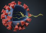 СЗО поставя под специално наблюдение южноамерикански вариант на коронавируса