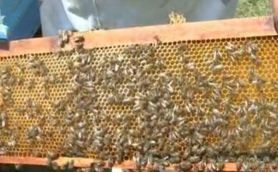 Прекратиха финансовата помощ за пчеларите по de minimis