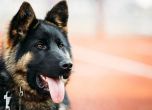 Кучета ще откриват болни от коронавирус в румънския град Сибиу
