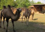 4 камили пристигнаха в столичния зоопарк от Унгария