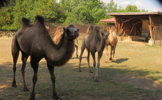 4 камили пристигнаха в столичния зоопарк от Унгария