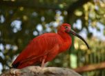 Червени ибиси са новото попълнение в Столичния зоопарк
