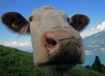 Превозват ранени крави с хеликоптер в швейцарските Алпи (видео)