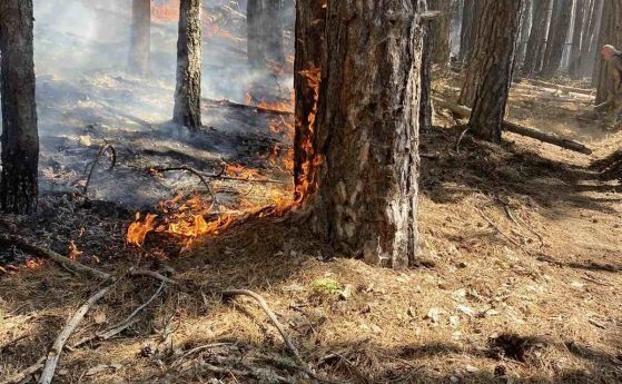 Горски пожар в Кирково, обхванати са над 200 декара гора