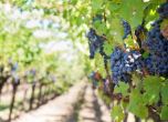 Подпомагането за лозаро-винарския сектор заради COVID се удължава