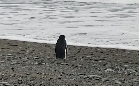 Пингвин измина 3000 км от Антарктида, озова се объркан и изтощен в Нова Зеландия (видео)