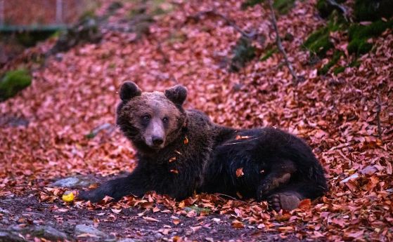 Спасен от потенциална саморазправа, мечокът Живко се радва на новия си дом