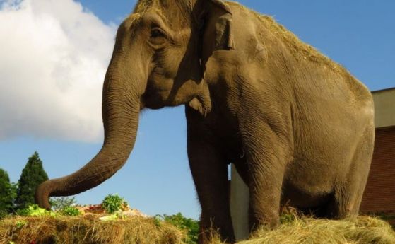 Почина слонът Артайда от Софийския зоопарк
