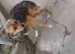 Ужасяващ тормоз на кучета в село Радилово. Действия няма