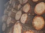 10 задържани за незаконен дърводобив във Велинград