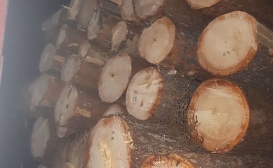 10 задържани за незаконен дърводобив във Велинград