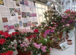 Ботаническата градина на БАН показва цъфналите си азалии