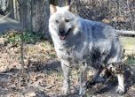 Избягалият вълк в Хасково е нахапал 14-годишно момиче