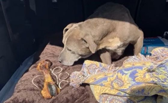 Изчезнало куче върнато на собствениците си след 12 години