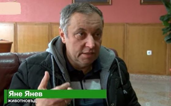Яне Янев отглежда стотици говеда