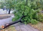 Над 120 сигнала за паднали клони, дървета и ламарини в София