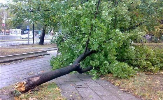 Над 120 сигнала за паднали клони, дървета и ламарини в София