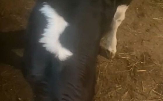 Знамение за победа: В Русия се роди говедо със знаци V и Z (видео)