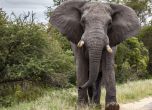 Колумбийски изследовател стана жертва на самотен слон в Уганда