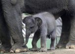 Първо слонче се роди в зоопарка в Бали (снимки)