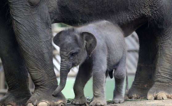 Първо слонче се роди в зоопарка в Бали (снимки)