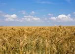 Русия е отмъкнала няколкостотин хиляди тона жито от Украйна