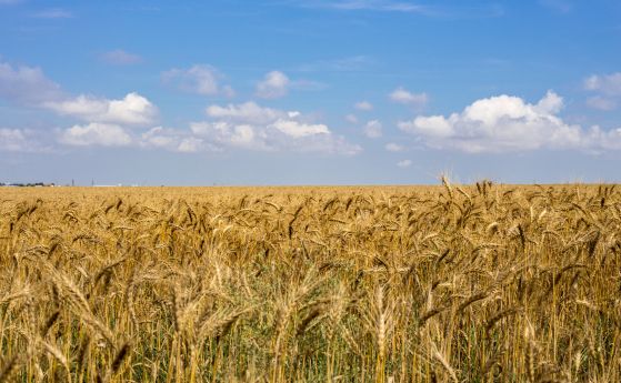 Русия е отмъкнала няколкостотин хиляди тона жито от Украйна