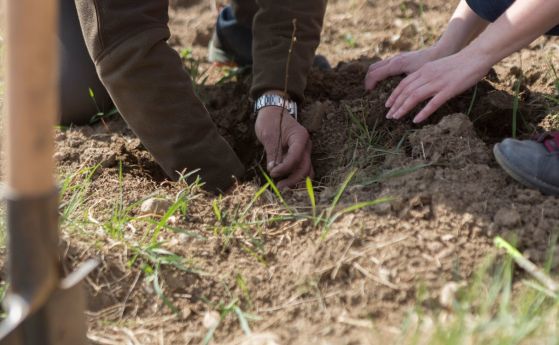 Близо 7000 дръвчета засадиха служители на Нестле България и доброволци в ''Новата гора край София-2''