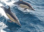 Над 80 делфина са загинали в Черно море от началото на войната в Украйна