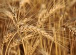 Индия забрани износът на пшеница
