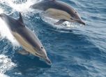 Войната в Украйна обърка делфините, оплитат се в рибарските мрежи