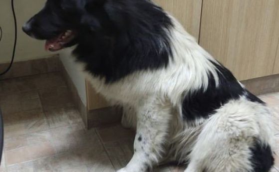 Неявяване на свидетели отложи дело за прегазено куче в Пазарджик