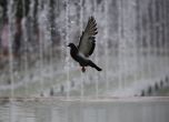 Гълъб се разхлажда край фонтан в София