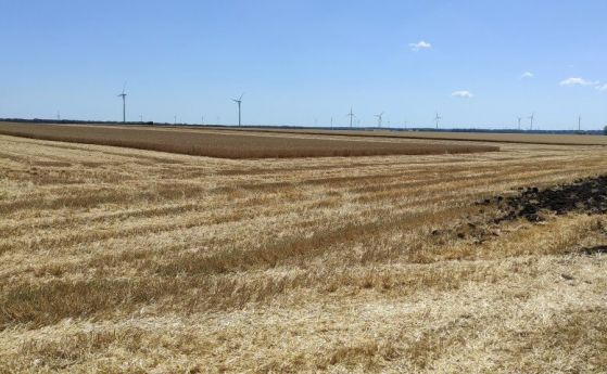 Българските добиви от пшеница под очакваното