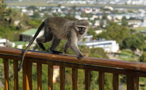 Хайка за дива маймуна организира полицията в Япония Животното нападнало