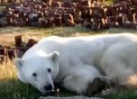 Московски ветеринари летят до Сибир, за да извадят кутия от устата на полярна мечка