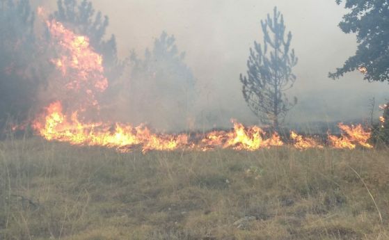 Пожар пламна в иглолистна гора край Калугерово