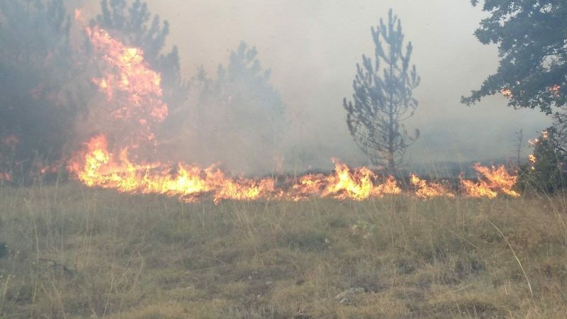 Пламъци са обхванали иглолистни гори в землищата на пазарджишките села