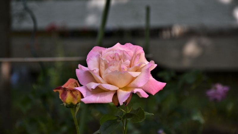 Роза