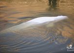 Една объркана белуга в Сена: 80 спасители вадиха 6 часа 800-килограмовия бозайник от реката