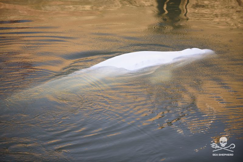 Обърканият кит белуга – заседнал от седмица в Сена във
