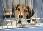 Избавиха 4000 кучета от експерименти с наркотици в една от най-мащабните спасителни акции на САЩ